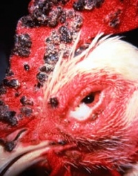 fowl pox vaccine for gamefowl